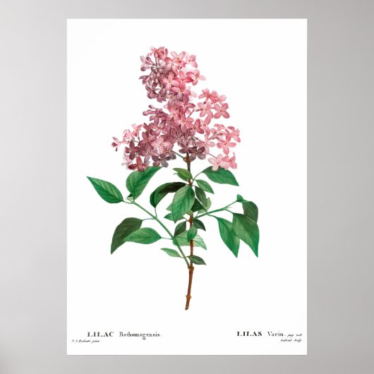  botanische afdruk van een Chinees lila Poster (Voorkant)