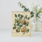 Botanische afdruk van  fruit op peren briefkaart (Staand voorkant)