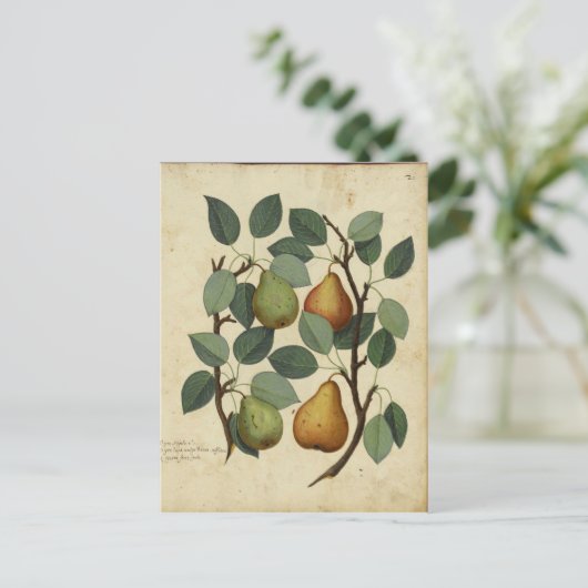 Botanische afdruk van  fruit op peren briefkaart (Staand voorkant)