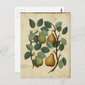 Botanische afdruk van  fruit op peren briefkaart (Voorkant / Achterkant)