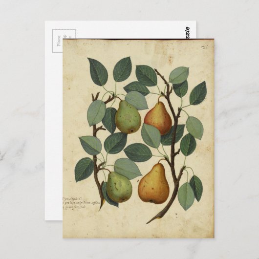 Botanische afdruk van  fruit op peren briefkaart (Voorkant / Achterkant)