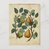 Botanische afdruk van  fruit op peren briefkaart (Voorkant)