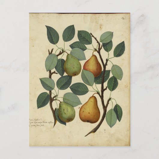Botanische afdruk van  fruit op peren briefkaart (Voorkant)
