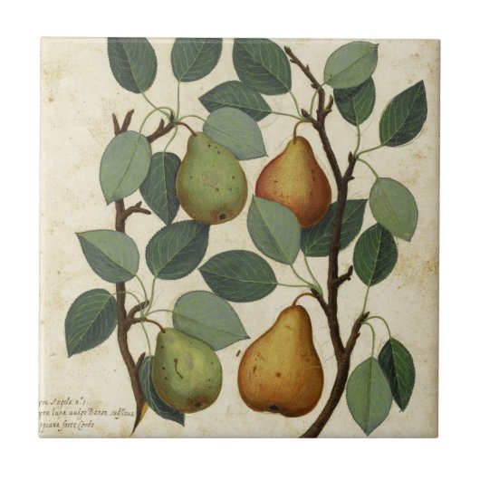 Botanische afdruk van  fruit op peren tegeltje (Voorkant)