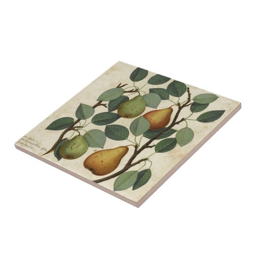 Botanische afdruk van  fruit op peren tegeltje (Zijkant)