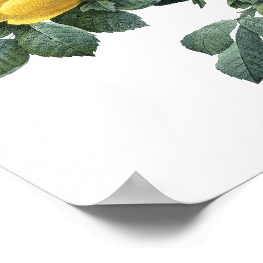 Botanische afdruk van GEEL ROSE door Redoute Poster (Hoek)