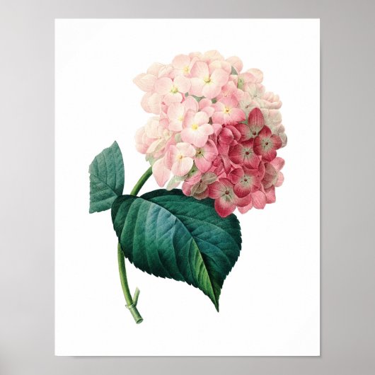 Botanische afdruk van HYDRANGEA origineel door Red Poster (Voorkant)