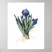 Botanische afdruk van IRISES origineel door Redout Poster (Voorkant)
