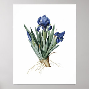 Botanische afdruk van IRISES origineel door Redout Poster