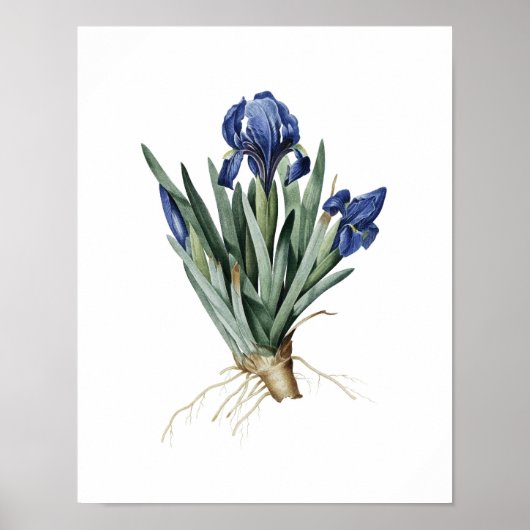 Botanische afdruk van IRISES origineel door Redout Poster (Voorkant)