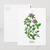  botanische afdruk van klaver briefkaart (Voorkant / Achterkant)