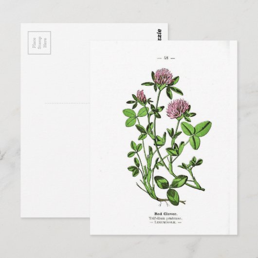  botanische afdruk van klaver briefkaart (Voorkant / Achterkant)