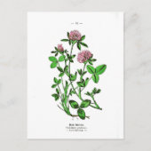  botanische afdruk van klaver briefkaart (Voorkant)