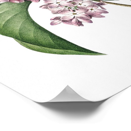 Botanische afdruk van LILA origineel door Redoute Poster (Hoek)