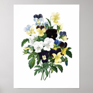 Botanische afdruk van PANSIES origineel door Redou Poster