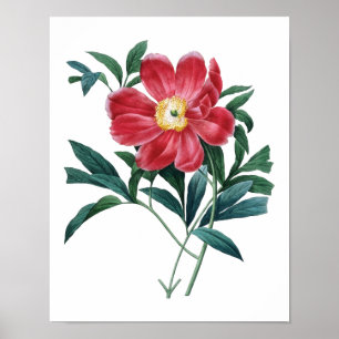 Botanische afdruk van PEONY origineel door Redoute Poster