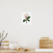Botanische afdruk van PINK MAGNOLIA door Redoute Poster (Keuken)