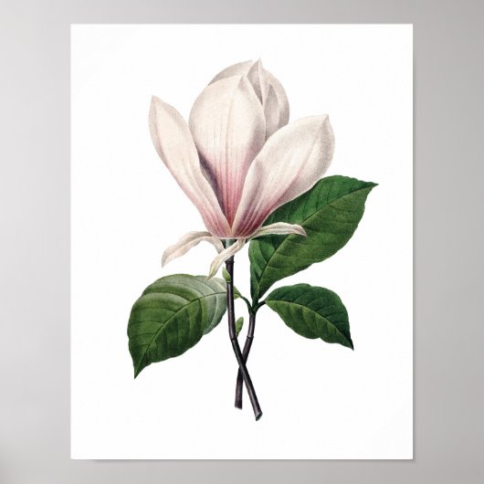 Botanische afdruk van PINK MAGNOLIA door Redoute Poster (Voorkant)