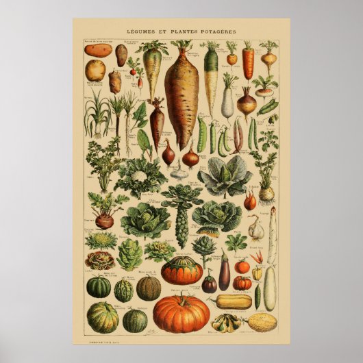 botanische afdruk van Poster op basis van groente (Voorkant)