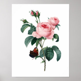 Botanische afdruk van ROZEN origineel door Redoute Poster
