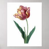Botanische afdruk van TULIP origineel door Redoute Poster (Voorkant)