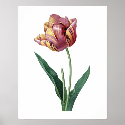 Botanische afdruk van TULIP origineel door Redoute Poster (Voorkant)