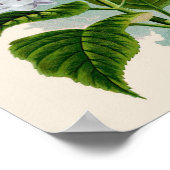 Botanische afdruk - Witte hydrangea Poster (Hoek)
