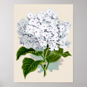 Botanische afdruk - Witte hydrangea Poster