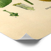 Botanische afdruk - Zoet Sinaasappel Poster (Hoek)