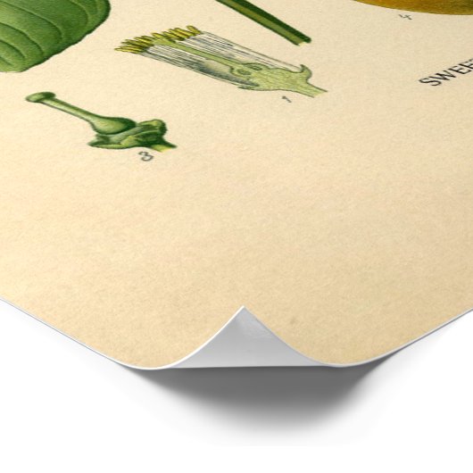 Botanische afdruk - Zoet Sinaasappel Poster (Hoek)