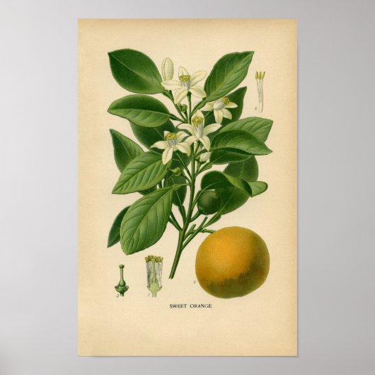 Botanische afdruk - Zoet Sinaasappel Poster (Voorkant)