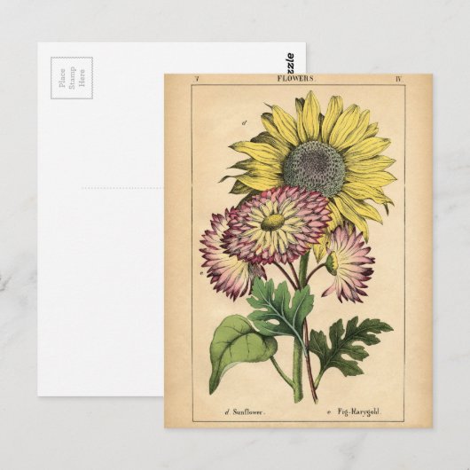 Botanische afdruk - Zonnebloem & Marigold Briefkaart (Voorkant / Achterkant)