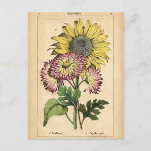 Botanische afdruk - Zonnebloem & Marigold Briefkaart