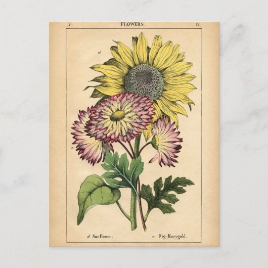 Botanische afdruk - Zonnebloem & Marigold Briefkaart (Voorkant)
