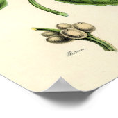 botanische afdrukken - Koffie Poster (Hoek)