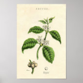 botanische afdrukken - Koffie Poster (Voorkant)