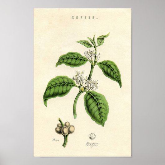 botanische afdrukken - Koffie Poster (Voorkant)
