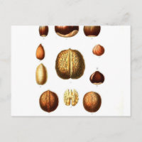 botanische afdrukken op noten