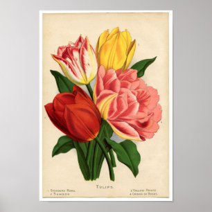  botanische afdrukken - Tulpen Poster