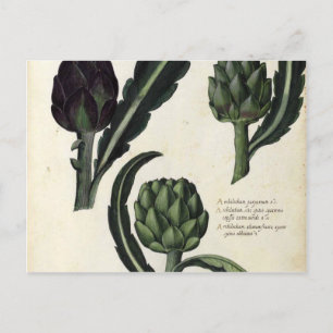  Botanische afdrukken van Artichoke Briefkaart