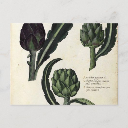  Botanische afdrukken van Artichoke Briefkaart (Voorkant)