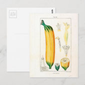  botanische afdrukken van bananen briefkaart (Voorkant / Achterkant)