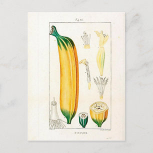  botanische afdrukken van bananen briefkaart