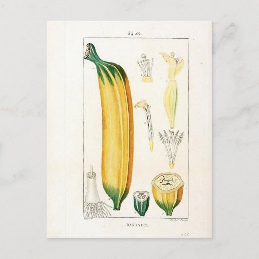  botanische afdrukken van bananen briefkaart (Voorkant)