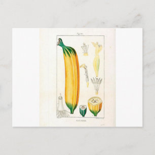  botanische afdrukken van bananen briefkaart