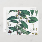 botanische afdrukken van groene thee briefkaart (Voorkant / Achterkant)
