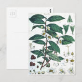  botanische afdrukken van groene thee briefkaart (Voorkant / Achterkant)