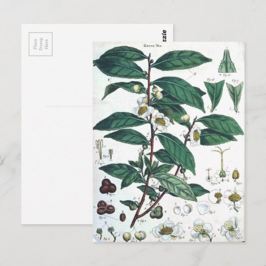  botanische afdrukken van groene thee briefkaart (Voorkant / Achterkant)