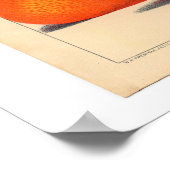 Botanische afdrukken van Satsuma Poster (Hoek)