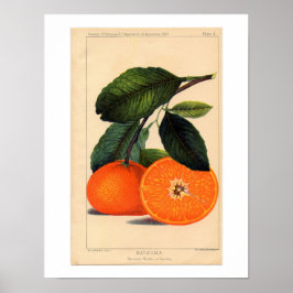 Botanische afdrukken van Satsuma Poster